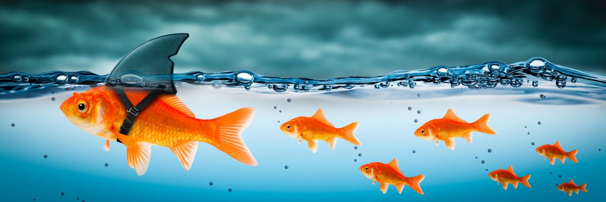 Small Brave Goldfish With Shark Fin Costume Leading Others Through Stormy Seas – Leadership Concept